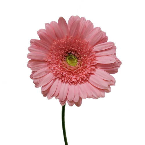 Pink Gerberas 50 Cm - Fresh Cut - 50 Stems