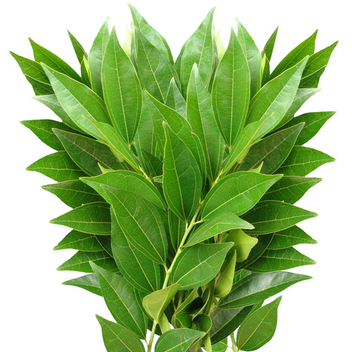 Green Cocculus - Fresh Cut Green Fillers - 100 Stems - By Bloomingmore