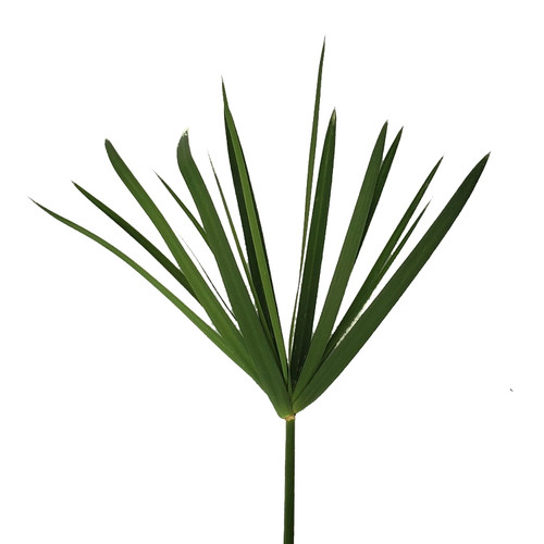 Umbrella Palm - Fresh Cut - 150 Stems