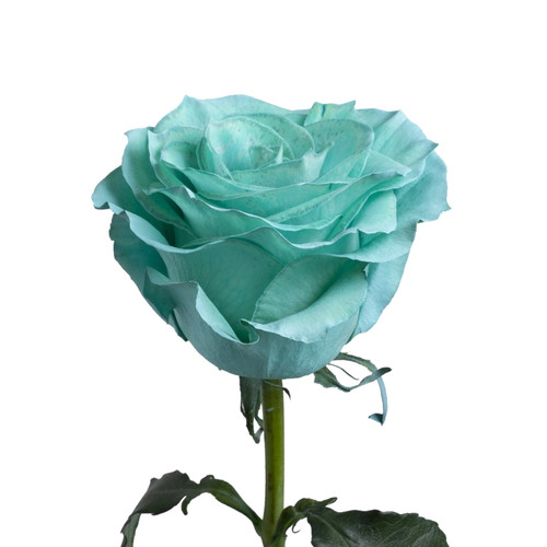 Painted Mintage Roses 50 Cm - Fresh Cut - 125 Stems