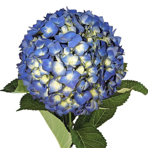 Shocking Blue Hydrangeas - Fresh Cut Flowers - 15 Stems - By Bloomingmore