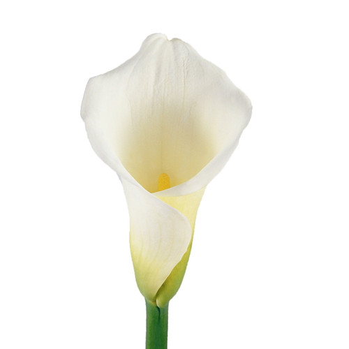 White Calla Lilies - Fresh Cut - 35 Stems