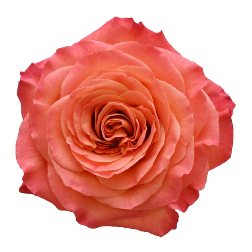 Garden Roses 36 Stems Of 40 Cm Orange Farm Direct Fresh Cut Flowers By Bloomingmore