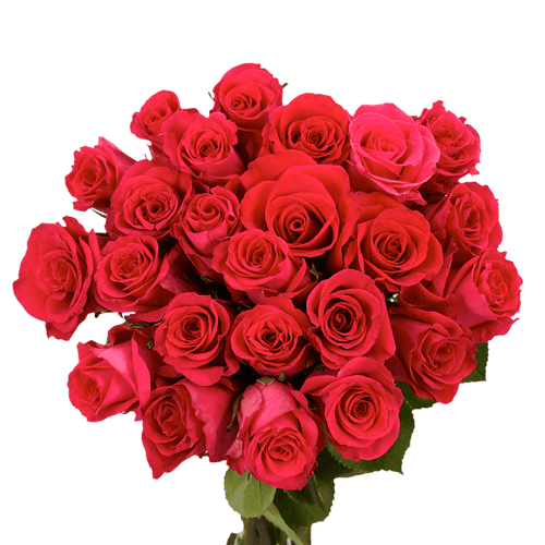 50 Stems Of Wild One Roses- Fresh Flower Delivery
