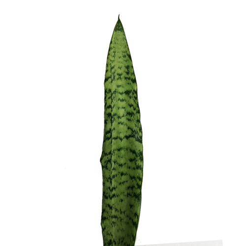 Silver Cobra Sanseveria - Fresh Cut Flowers - 40 Stems - By Bloomingmore