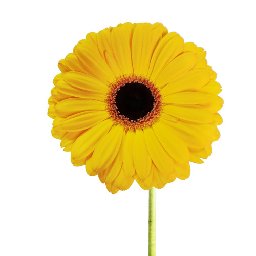 Yellow Gerberas 50 Cm - Fresh Cut - 100 Stems