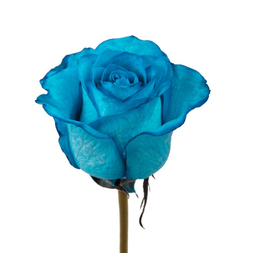 Tinted Turquoise Roses75 Stems Of 50 Cm Farm Direct Fresh Cut Flowers By Bloomingmore