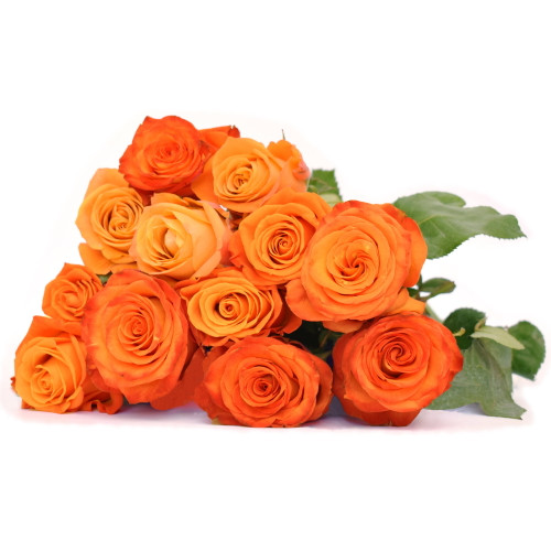 Orange Fresh Cut Roses