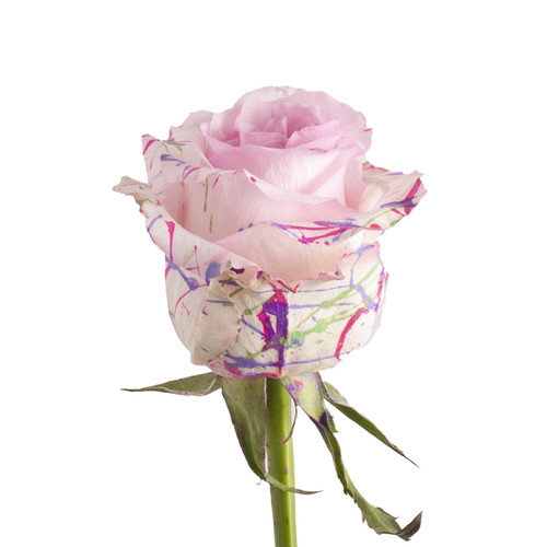 Painted Mom Confetti Roses 50 Cm - Fresh Cut - 50 Stems