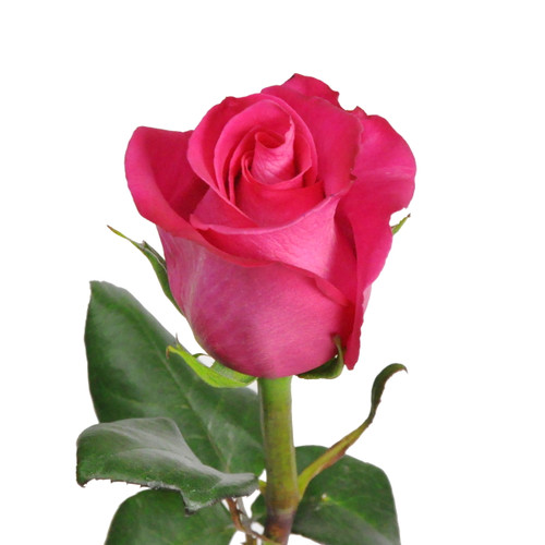 Hot Pink Roses 50 Cm - Fresh Cut - 100 Stems