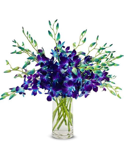 From You Flowers - Bright Blue Dendrobium Orchids - Deluxe With Free Vase (fresh Flowers)