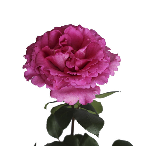 Garden Rose Yves Piaget 36 Stems Of 40 Cm Hot Pink Farm Direct Fresh Cut Flowers By Bloomingmore