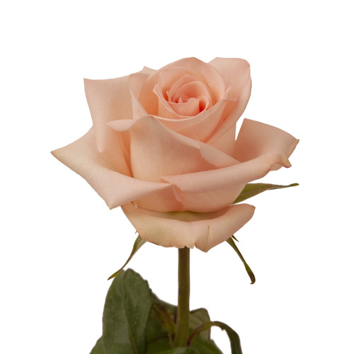 Peach Roses - 60 Cm - Fresh Cut Flowers - 50 Stems - Peach Color - By Bloomingmore