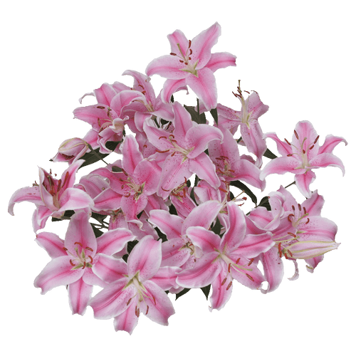 20 Stems Of Pink Oriental Lilies- Beautiful Fresh Cut Flowers- Express Delivery