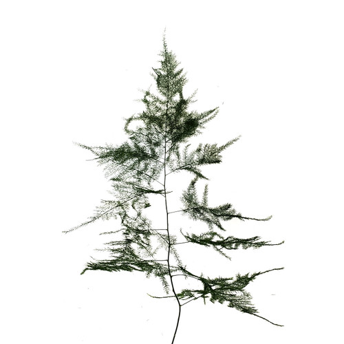 Bloomingmore Everyday Greenery Plumosa Fern - Fresh Cut - 300 Stems