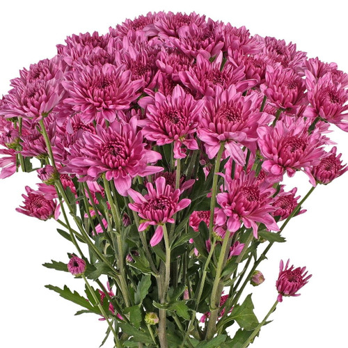Pink Cushion Poms - Fresh Cut - 60 Stems