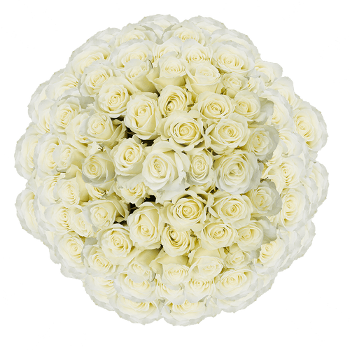 150 X Long Stems Of Pleasure Roses- Fresh Flower Delivery