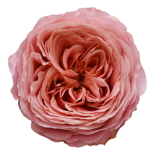 Garden Rose Romantic 36 Stems Of 40 Cm Pink Farm Direct Fresh Cut Flowers By Bloomingmore