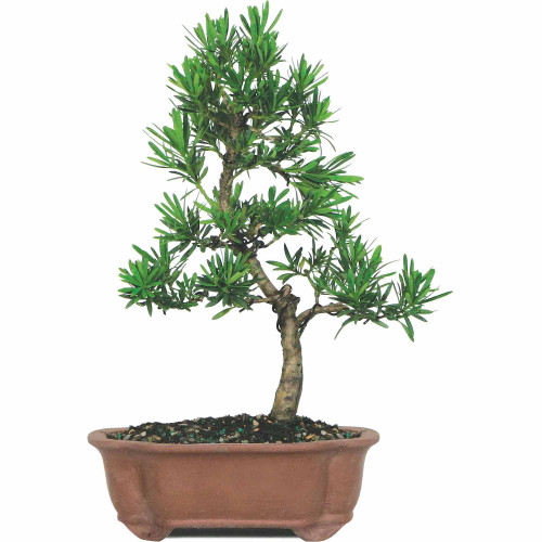 Brussel's Podocarpus Micro Phyllus Bonsai - Medium - (outdoor)