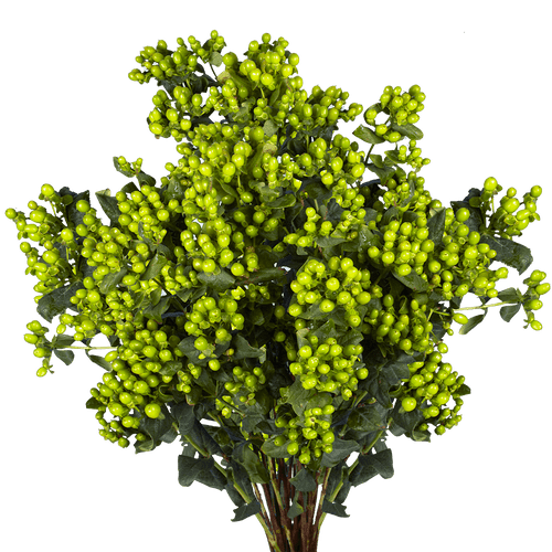 30 Stems Of Green Hypericum Flowers 30 Stems- Beautiful Fresh Cut Flowers- Express Delivery