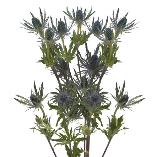 Blue Lagoon Eryngium - Fresh Cut - 50 Stems