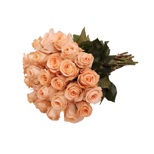Peach Roses Gift 40 Cm - Fresh Cut - 24 Stems