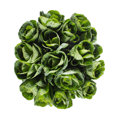 Green Kale - Fresh Cut - 20 Stems