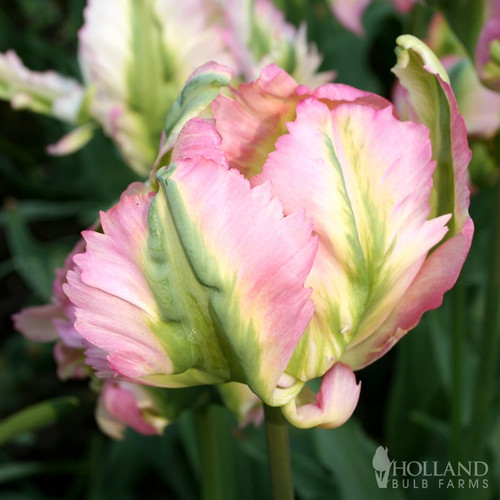 Libretto Parrot Tulips