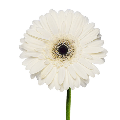 White Gerberas - 50 Cm - Fresh Cut Flowers - 50 Stems - By Bloomingmore