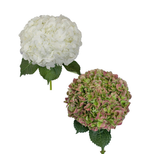 Hydrangeas Jumbo 12 Stems Of White And Antique Green Fresh Cut Flowers By Bloomingmore