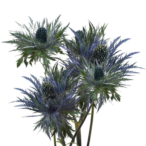 Blue Lagoon Eryngium - Fresh Cut - 90 Stems