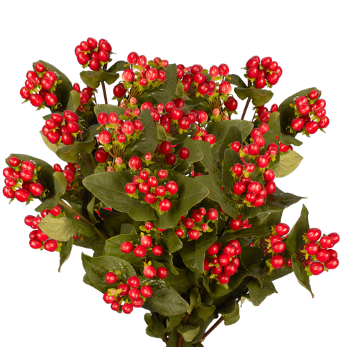 30 Stems Of Cherry Hypericum Flowers 30 Stems- Beautiful Fresh Cut Flowers- Express Delivery