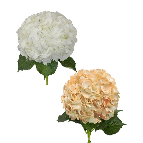 Hydrangeas 30 Stems Of White And Painted Peach Farm Direct Fresh Cut Flowers By Bloomingmore