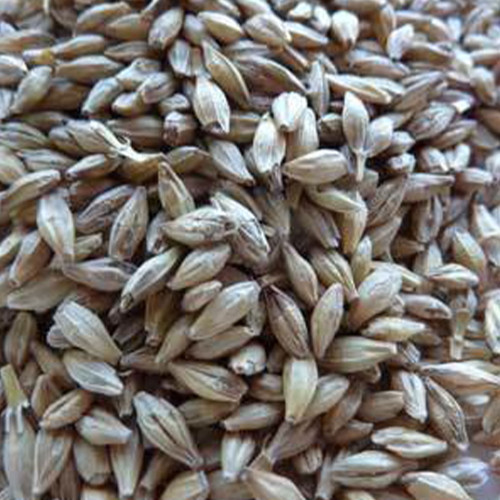 Robust Barley Seed - 1 Lb ~8,000 Seeds - Non-gmo, Open Pollinated - Barley Grain Seeds - Malting Barley