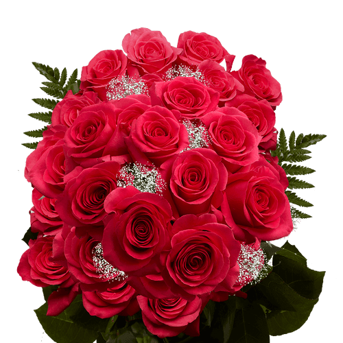Two Dozen Hot Pink Roses With Baby's Breath And Green- Fresh Flower Delivery