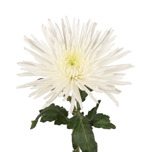 White Spider Mums - Fresh Cut Flowers - 50 Stems - By Bloomingmore