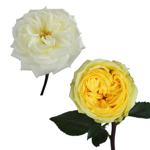 Garden Roses 36 Stems Of White & Yellow Farm Direct Fresh Cut Flowers By Bloomingmore