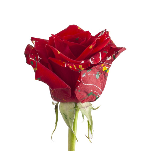 Painted Carrie Confetti Roses - 50 Cm - Fresh Cut Flowers - 50 Stems - By Bloomingmore