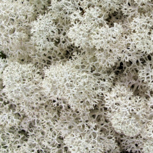 Grey/green Reindeer Moss - Fresh Cut Flowers - 5 Lbs - Moss - By Bloomingmore