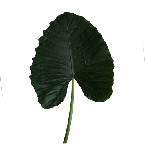 Green Alocacia Small - Fresh Cut - 50 Stems