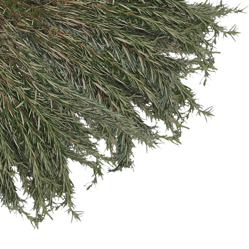 Rosemary - Fresh Cut - 100 Stems