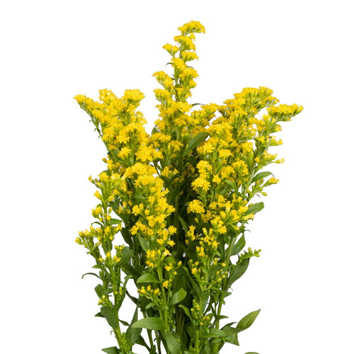 Solidago - Fresh Cut - 100 Stems