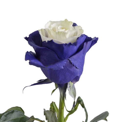 Painted Purple Fairy Roses 50 Cm - Fresh Cut - 50 Stems