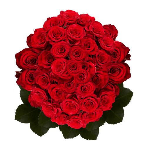 100 Stems Of Red Paris Roses- Fresh Flower Delivery