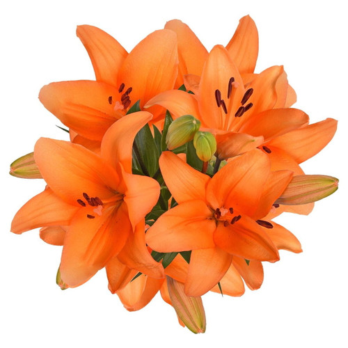 Orange La Hybrid Lilies - Fresh Cut - 40 Stems