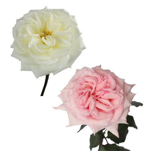 Garden Roses 36 Stems Of 40 Cm White & Pink Farm Direct Fresh Cut Flowers By Bloomingmore
