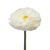 White Ranunculus - 30-40 Cm - Fresh Cut Flowers - 140 Stems - Ranunculus - By Bloomingmore