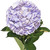 Hydrangeas 15 Stems Of Airbrushed Lavender Farm Direct Fresh Cut Flowers By Bloomingmore