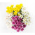 Assorted Colors Cushion Poms - Fresh Cut - 60 Stems