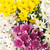Assorted Colors Cushion Poms - Fresh Cut - 60 Stems